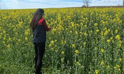 Pehlivanköy'de çiçek açan kanola bitkinin fizyolojik gelişimi incelendi