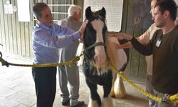 Pendik'te atlarla şifa: Yaşlılar için atla terapi dönemi başladı