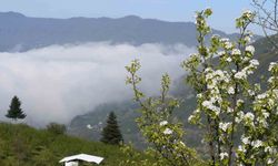 Sakarya'nın yüksek kesimlerinde bahar güzelliği