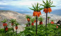 Sakız Dağı'nda ters laleler görsel şölen sunuyor