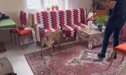 Silah tacirlerine operasyon: Çok sayıda silah ve uyuşturucu ele geçirildi