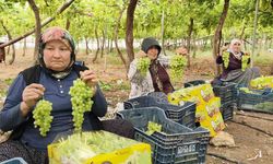 Silifke'de sezonun ilk üzümü hasat edildi, kilosu 600 TL'den ihraç edildi
