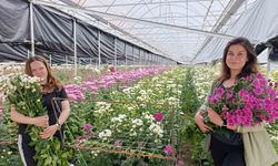 Simav'da jeotermal seralarda kasımpatı hasadı başladı