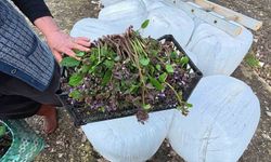 Sinop'ta bahar aylarının lezzeti: Zılbıt pazarlarda ilgi görüyor