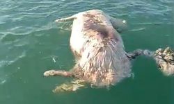 Sinop'ta denizde ölü inek bulundu