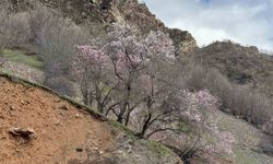Şırnak'ta badem ağaçları çiçek açtı