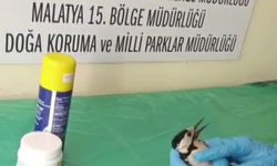 Sivas'ta bitkin halde bulunan ağaçkakan, tedavi edilip doğaya salındı