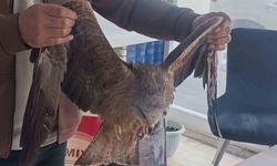 Sivas'ta yaralı bulunan Kızıl şahin koruma altına alındı