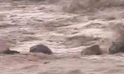 Siverek'te sağanak yağış sele neden oldu