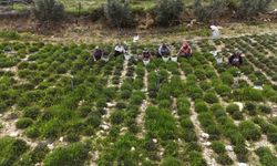 Sofraların vazgeçilmezi zahterde bereketli hasat