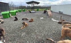 Sokak hayvanları doğal yaşam alanına kavuştu