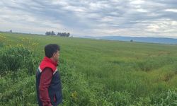 Söke'de hububat ekili araziler denetlendi