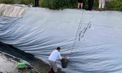 Sulama havuzuna düşen 5 yavru köpeği belediye ekipleri kurtardı