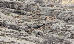 Sümbül Dağı'nda sürü halinde dağ keçisi görüntülendi