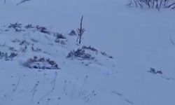 Sürüye saldıran kurt kangal köpeği tarafından engellendi