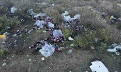 Tarihi geçmiş yüzlerce şalgam suyu şişesini ormanlık alana attılar
