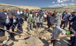 Taşınan her zeytin ağacına karşılık fidan: Milas'ta 4 bin zeytin toprakla buluştu