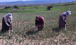 Taşköprü sarımsağı tarlalarındaki zararlı otları tek tek topluyorlar