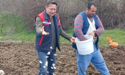 Tavşanlı 'Köprücek Sarımsağı' artık çiftçilere ciddi gelir sağlıyor