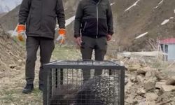 Tedavisi tamamlanan oklu kirpi doğaya salındı