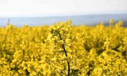 Tekirdağ sarıya büründü: Kanola tarlaları kartpostallık manzaralar oluşturdu