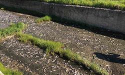 Tekirdağ'da gölde toplu balık ölümleri yaşandı