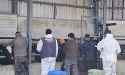 Tekirdağ'da ithal damızlık hayvanlar için sıkı sağlık denetimi