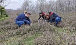 Tekirdağ'da süne zararlısına karşı saha çalışmaları başlatıldı