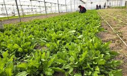 Tere ve roka üretilen seralardan denetim