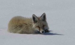 Tilki karla kaplı arazide dinlenirken görüntülendi