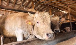 Tonluk 'Paşa' 500 bin lira