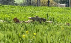 Türkiye'de nesli tehlike altında olan 'kızıl sincap' çağla yerken görüntülendi