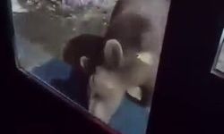 Uludağ'da ayı ailesi kamerada...Ani hareket paniğe neden oldu