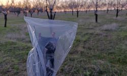 Uşak'ta badem üreticilerine don uyarısı
