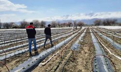 Üzümlü'de biber fideleri toprakla buluştu