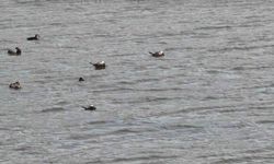 Van Gölü havzasında 'Mavi Gaga' heyecanı: Nadir misafirler geri döndü