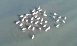 Van Gölü havzasının zarif misafirleri: Allı turnalar Erçek Gölü'ne gelmeye başladı