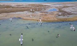 Van Gölü'nde nesli tehlike altındaki Dikkuyruk görüntülendi