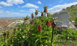 Van'da açan ters laleler göz kamaştırıyor