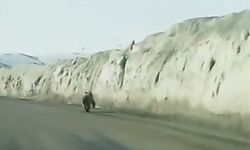 Van'da kara yoluna inen ayı kameraya yansıdı