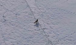 Van'da tilkinin avı dron kamerasına yansıdı