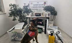 Yasadışı kenevir eken şahıs yakalandı