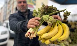 Yayla muzu uçkun tezgaha çıktı