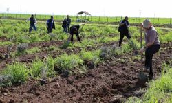 Yenişehir'de lavanta mevsimi başlıyor