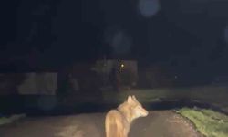 Yerleşim yerine inen kurt cep telefonu ile görüntülendi