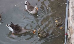 Yeşilırmak Nehri'nin maskotu kaz yavruları beslenme saatinde