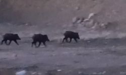 Yüksekova'da domuz sürüsü görüntülendi