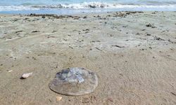 Yumurtalık sahilini denizanaları sardı