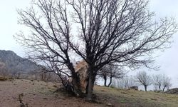 Yuvarlanan kaya parçasını ağaç tuttu