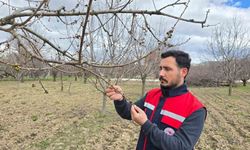 Zirai don olaylarına karşı meyve bahçelerinde kontroller sürüyor